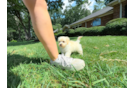 Best Maltipoo Baby