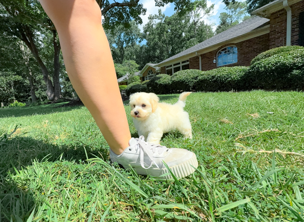 Best Maltipoo Baby