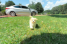 Cute Maltipoo Poodle Mix Pup