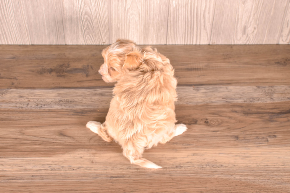 Cute Maltipoo Poodle Mix Pup