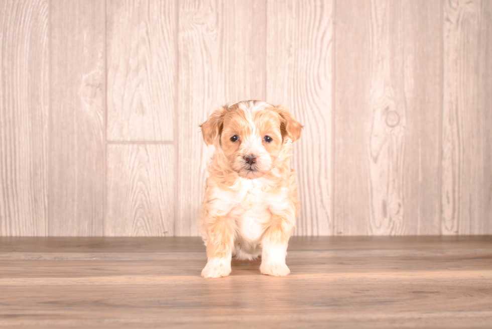 Maltipoo Pup Being Cute