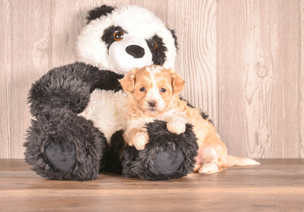 Maltipoo Pup Being Cute