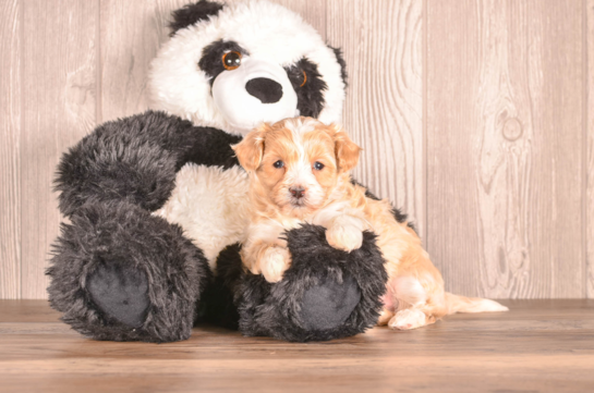 Maltipoo Pup Being Cute