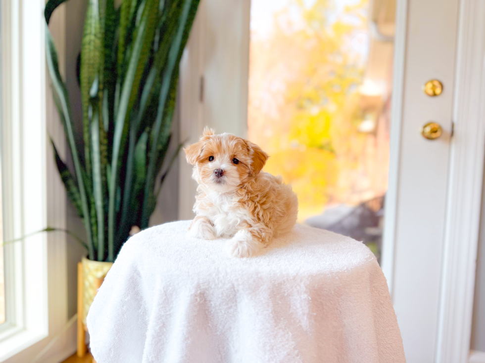 Maltipoo Pup Being Cute