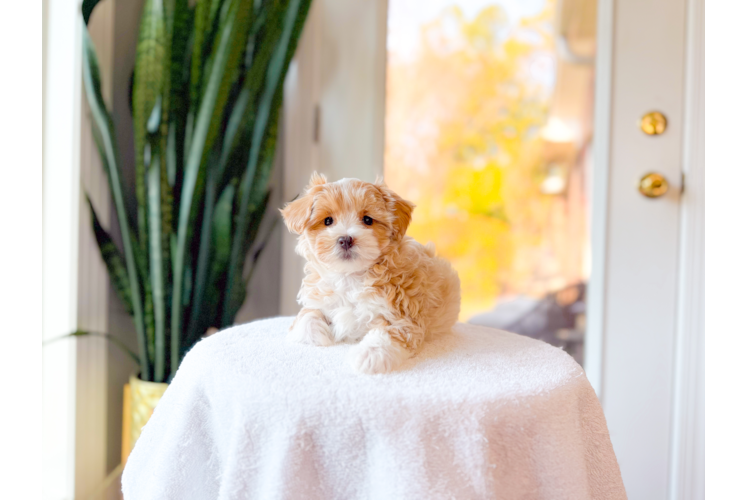 Cute Malt a Poo Poodle Mix Puppy