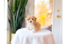 Cute Malt a Poo Poodle Mix Puppy