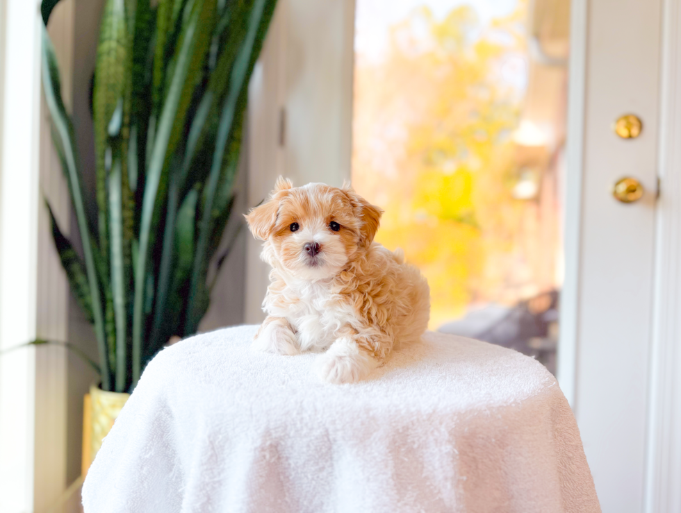 Cute Malt a Poo Poodle Mix Puppy
