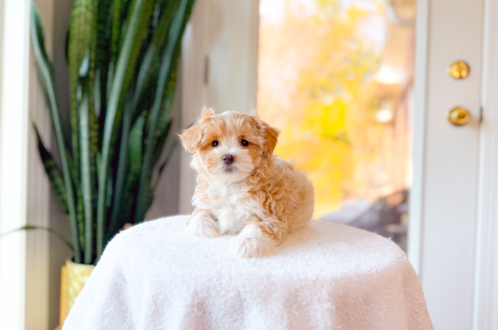 Cute Malt a Poo Poodle Mix Puppy