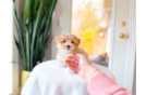 Best Maltipoo Baby