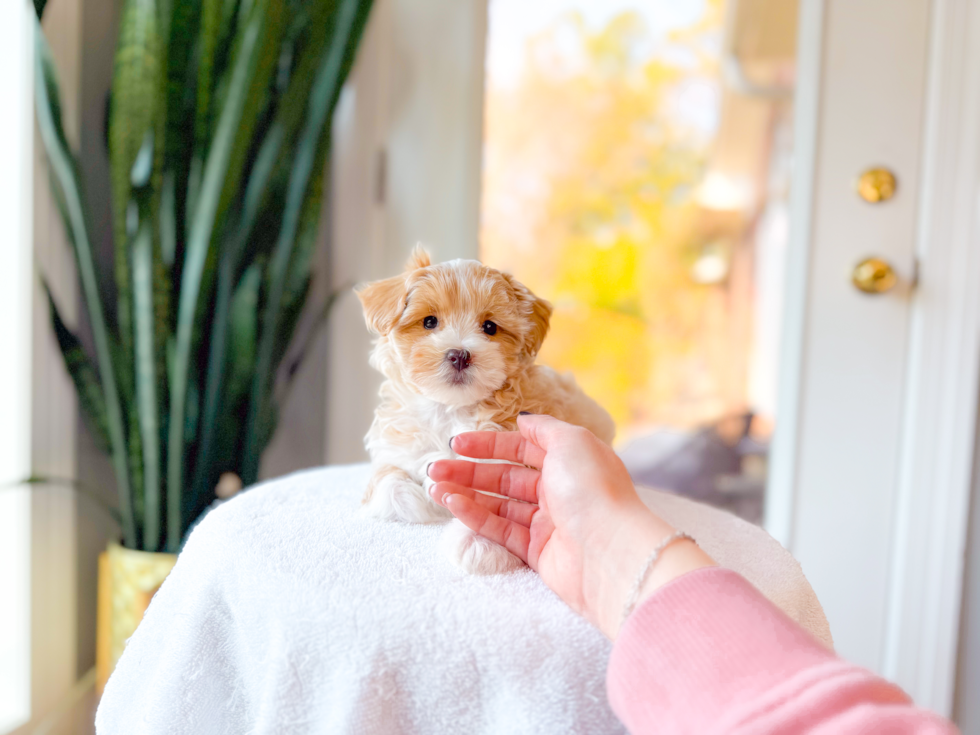 Best Maltipoo Baby