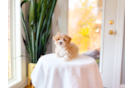 Maltipoo Puppy for Adoption