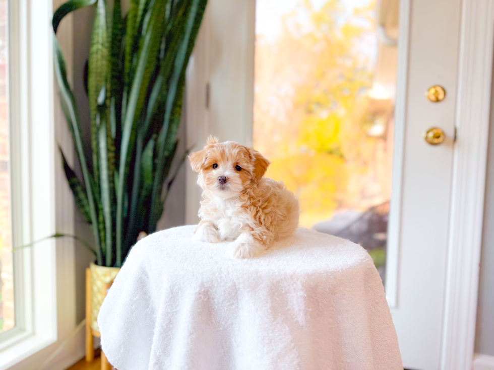 Maltipoo Puppy for Adoption