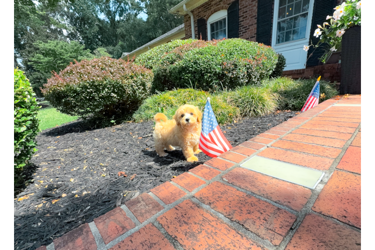 Best Maltipoo Baby