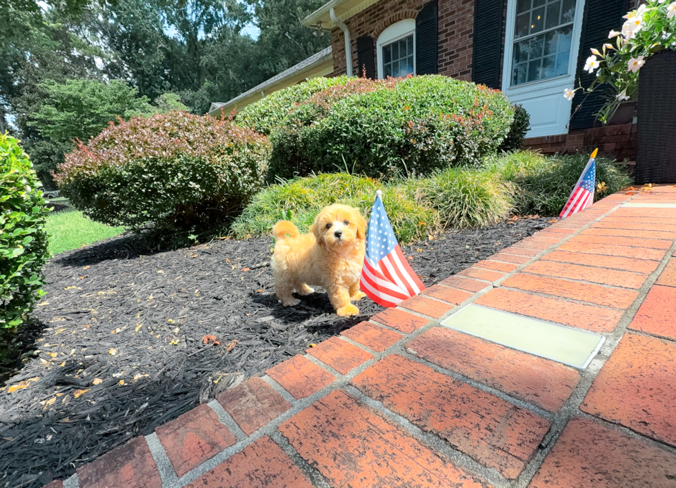 Best Maltipoo Baby
