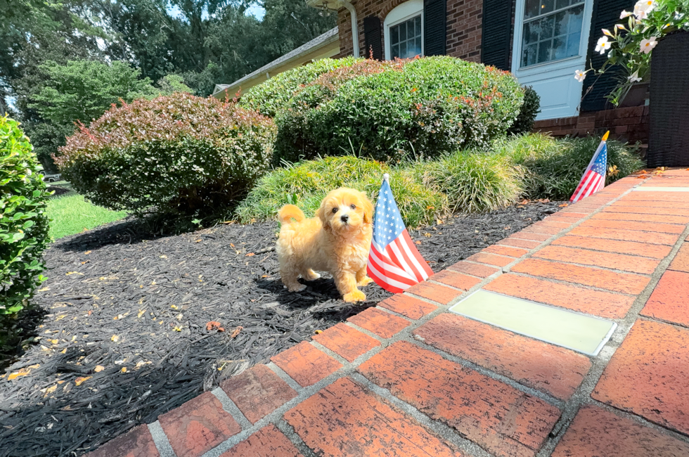 9 week old Maltipoo Puppy For Sale - Simply Southern Pups