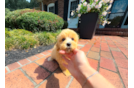Cute Maltipoo Poodle Mix Pup