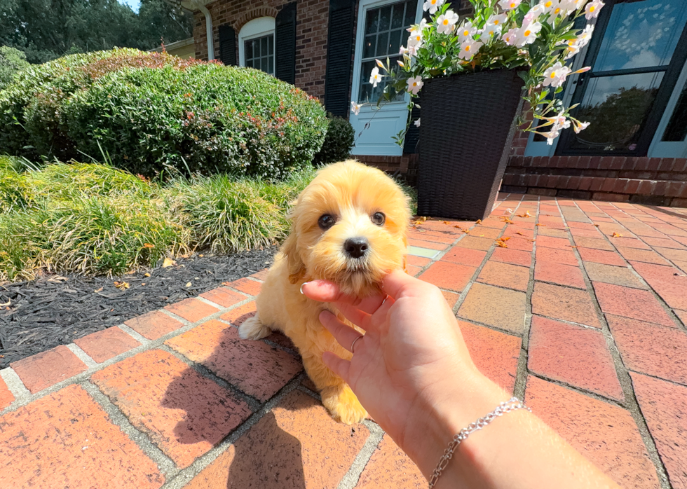 Cute Maltipoo Poodle Mix Pup