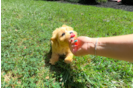 Best Maltipoo Baby