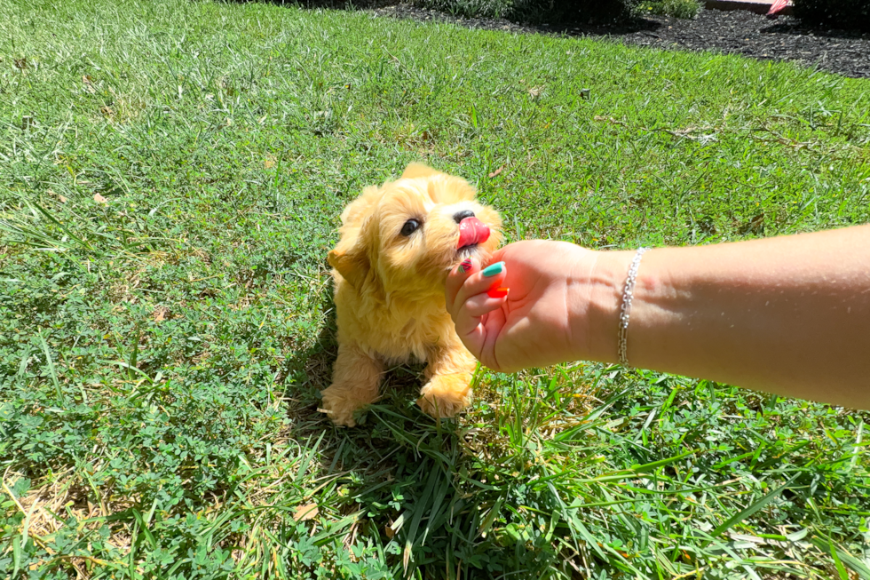 Best Maltipoo Baby