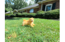 Cute Maltipoo Baby