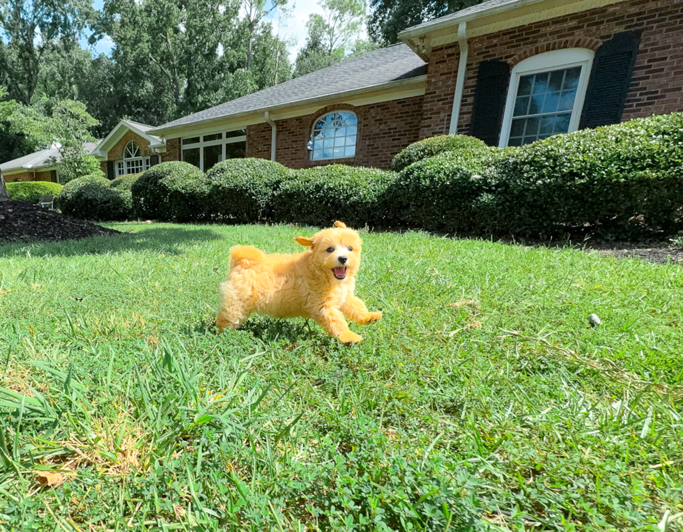 Cute Maltipoo Baby