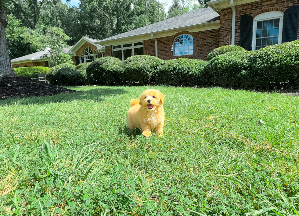 Maltipoo Pup Being Cute