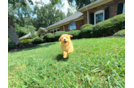 Maltipoo Puppy for Adoption