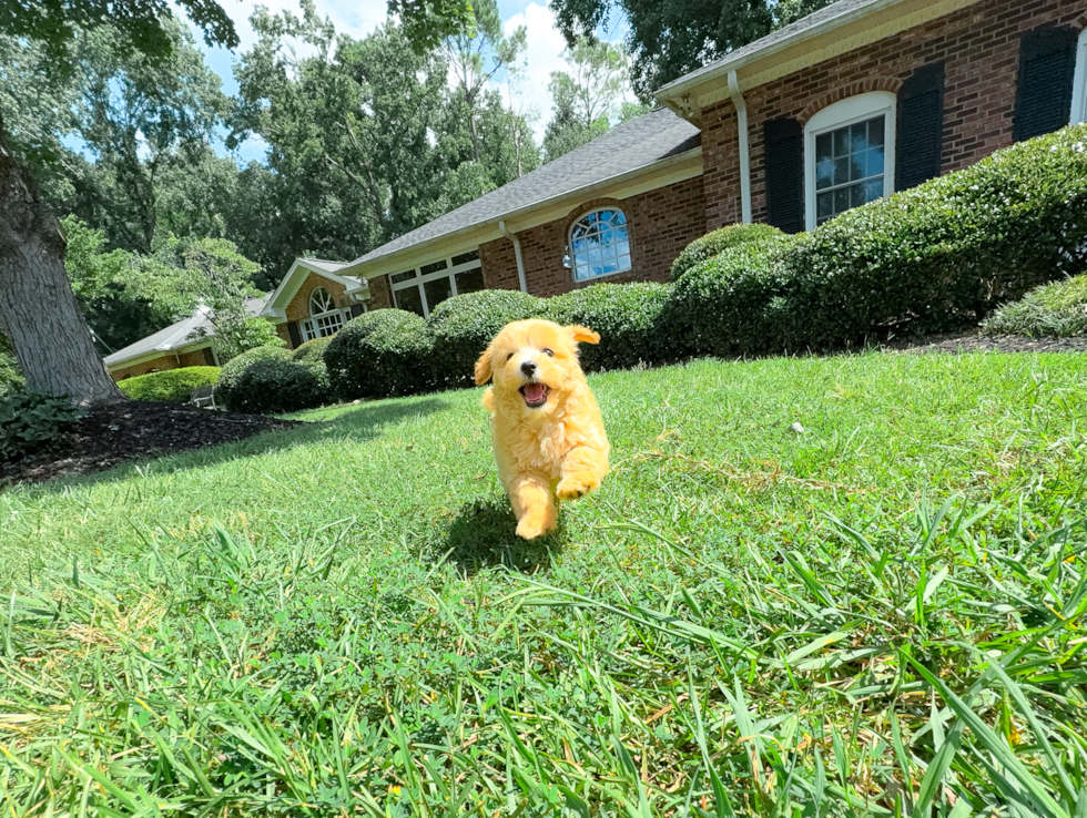 Maltipoo Puppy for Adoption