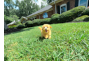 Maltipoo Pup Being Cute