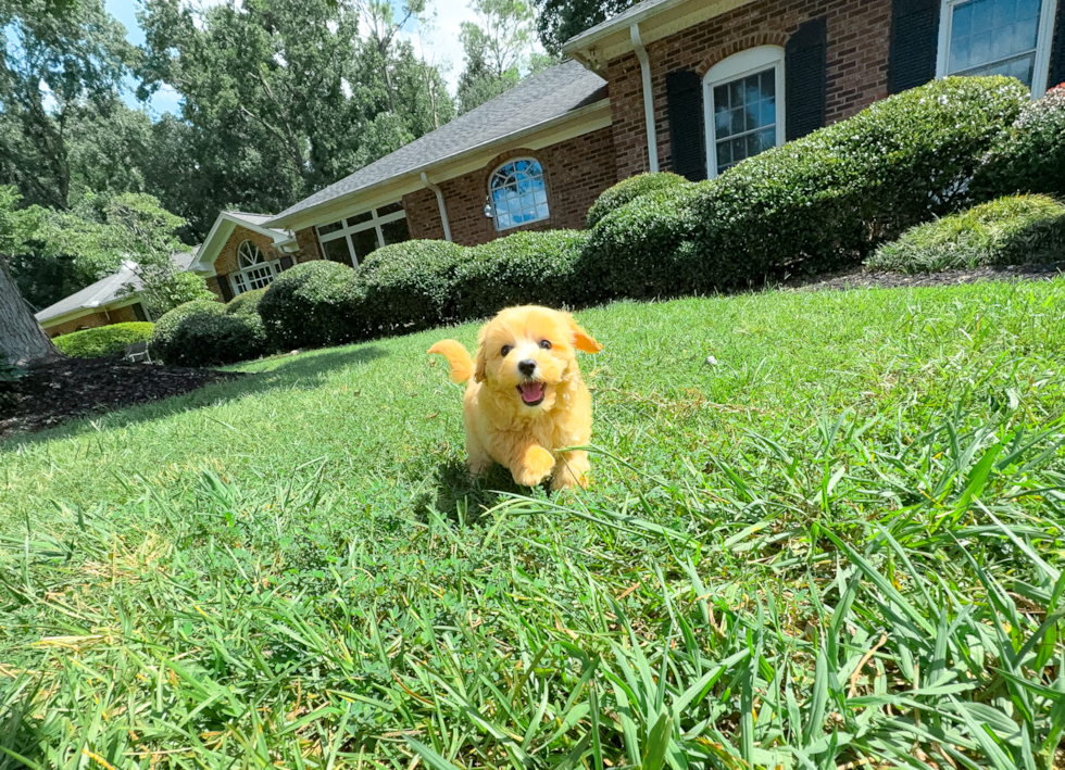 Maltipoo Pup Being Cute