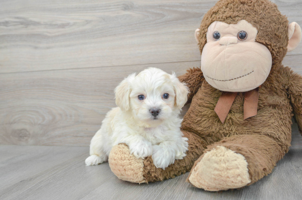 6 week old Maltipoo Puppy For Sale - Simply Southern Pups