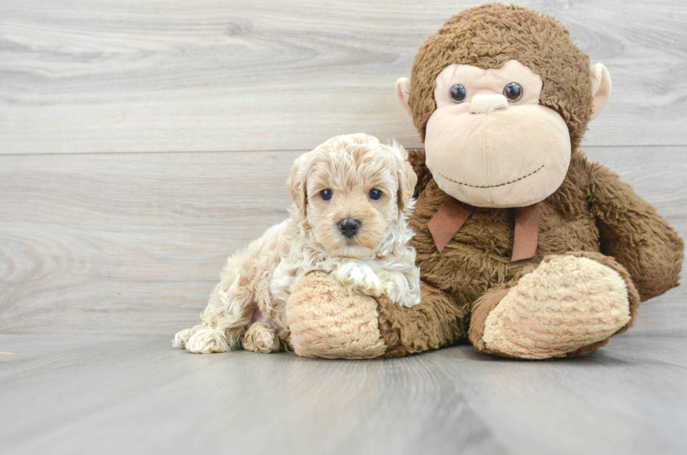5 week old Maltipoo Puppy For Sale - Simply Southern Pups