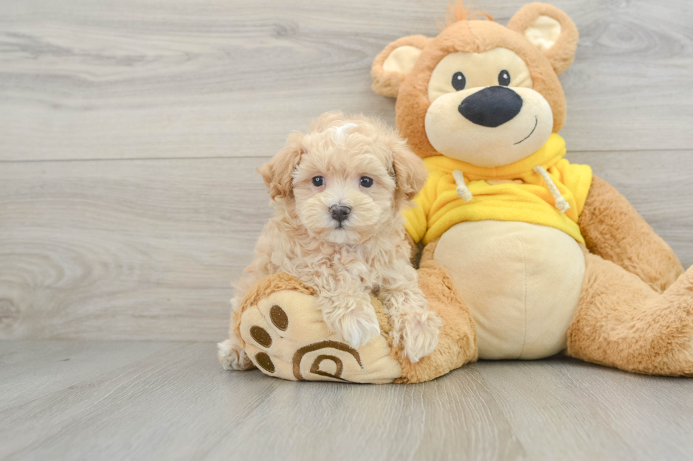 Maltipoo Pup Being Cute