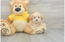 Maltipoo Puppy for Adoption