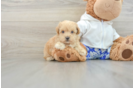 Maltipoo Puppy for Adoption