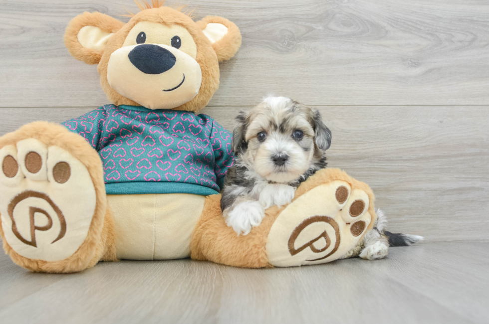 8 week old Maltipoo Puppy For Sale - Simply Southern Pups