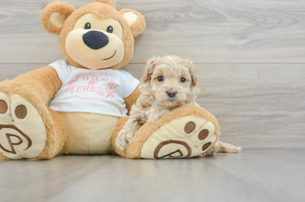 6 week old Maltipoo Puppy For Sale - Simply Southern Pups