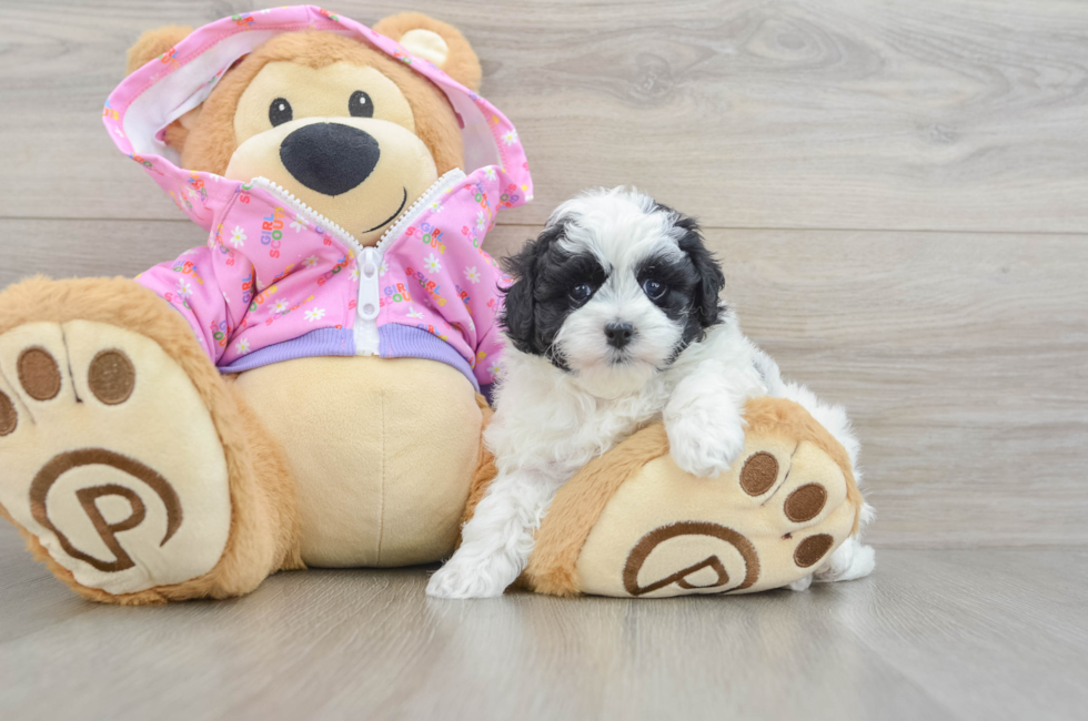 6 week old Maltipoo Puppy For Sale - Simply Southern Pups
