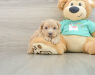8 week old Maltipoo Puppy For Sale - Simply Southern Pups