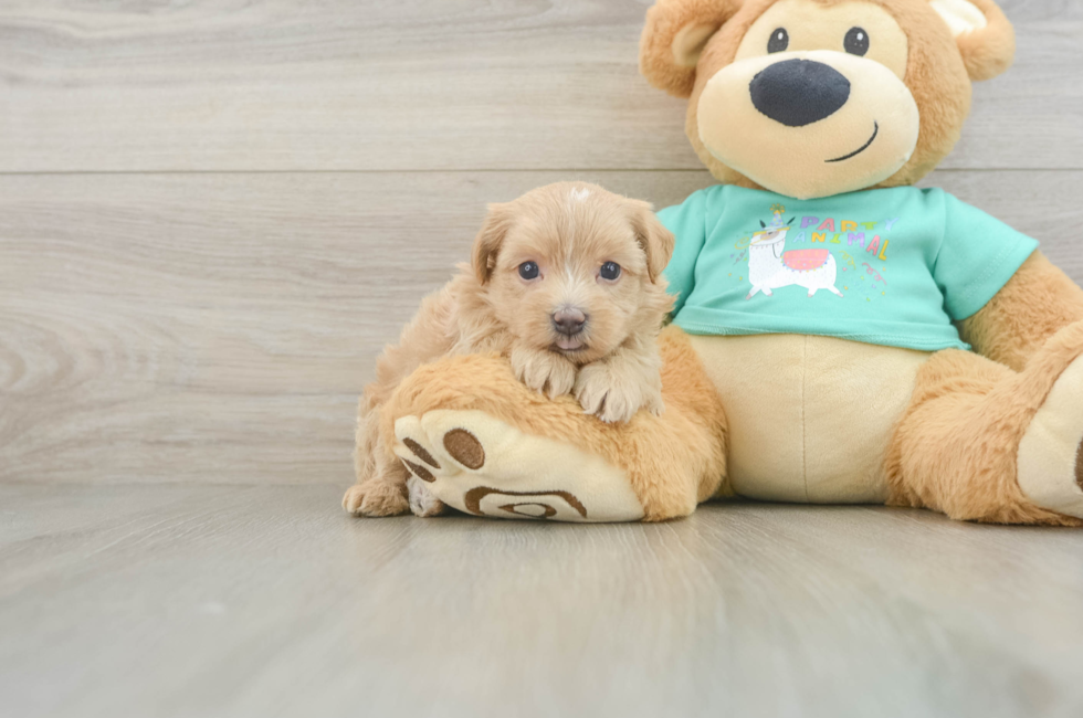 7 week old Maltipoo Puppy For Sale - Simply Southern Pups