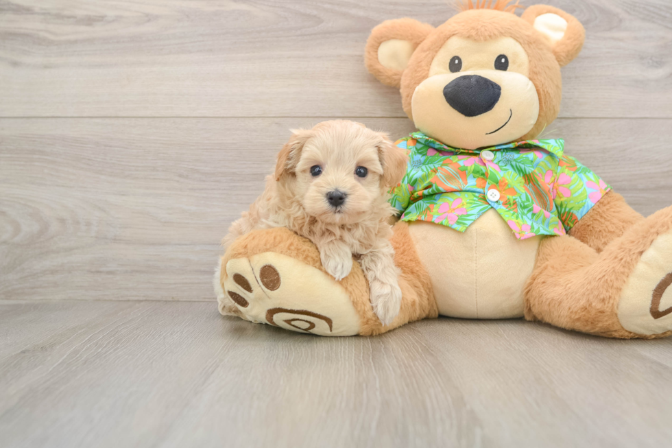 Maltipoo Pup Being Cute
