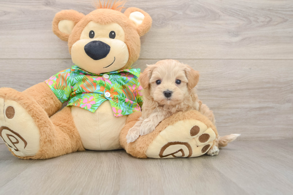 Adorable Multipoo Poodle Mix Puppy