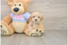Energetic Malt Oodle Poodle Mix Puppy