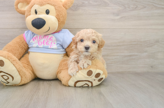 Energetic Malt Oodle Poodle Mix Puppy