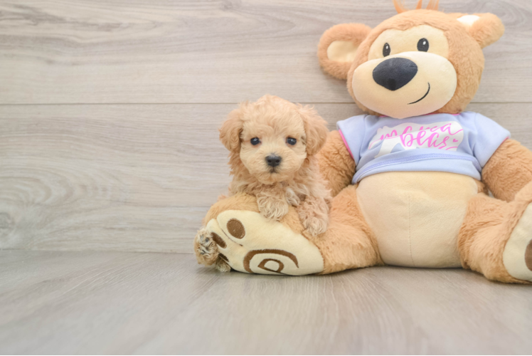 Best Maltipoo Baby