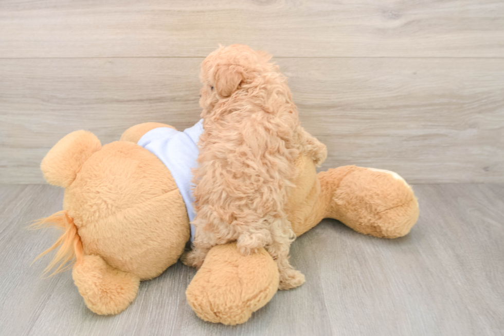 Maltipoo Puppy for Adoption