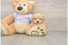 Energetic Multipoo Poodle Mix Puppy