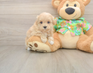 8 week old Maltipoo Puppy For Sale - Simply Southern Pups