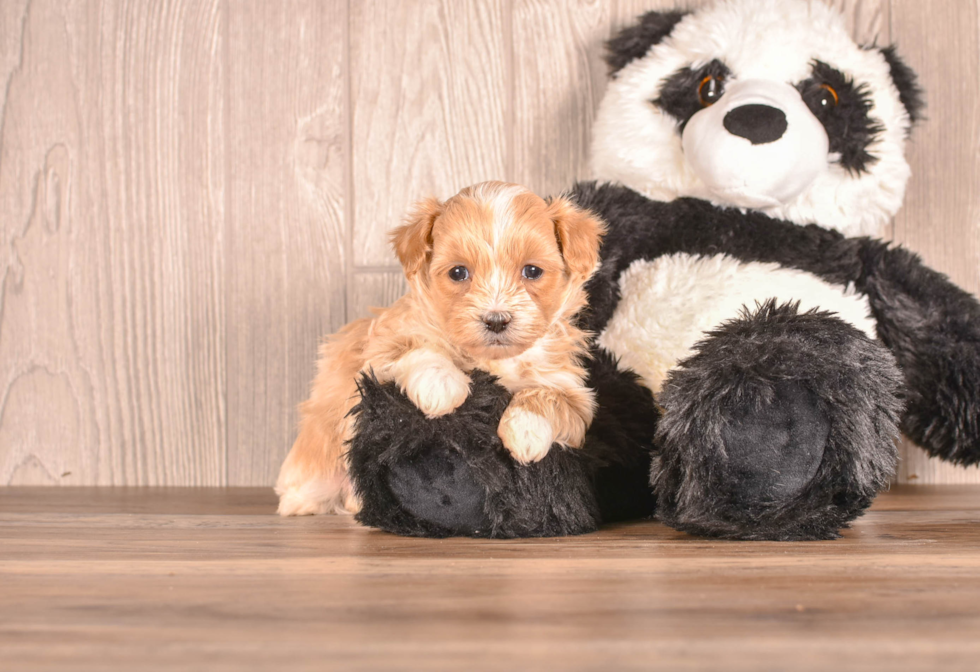 Cute Maltipoo Poodle Mix Pup