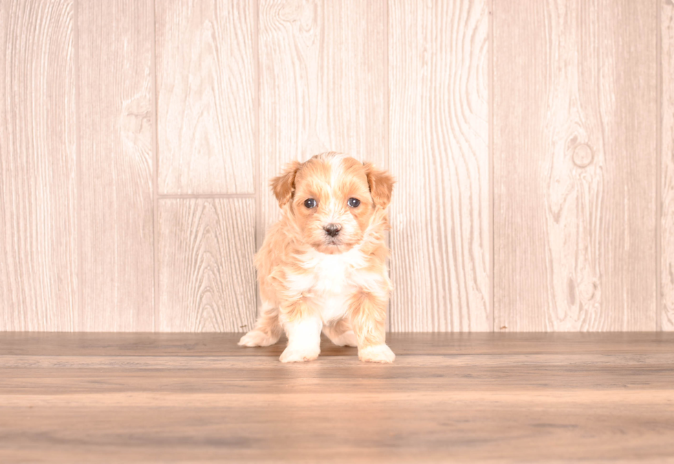 Cute Malt a Poo Poodle Mix Puppy